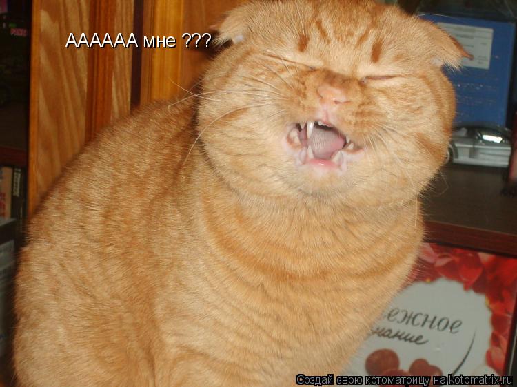 Котоматрица: АААААА мне ???