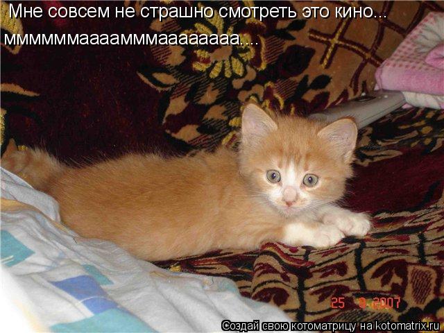 Котоматрица: Мне совсем не страшно смотреть это кино... ммммммаааамммаааааааа....