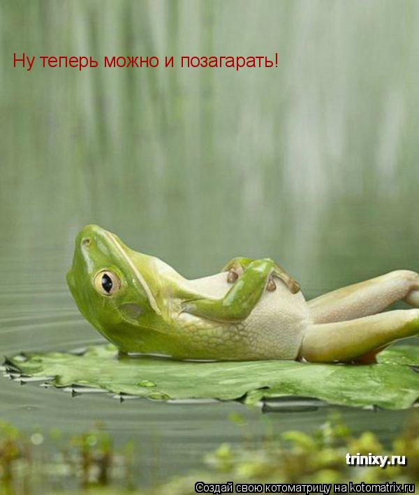 Котоматрица: Ну теперь можно и позагарать!