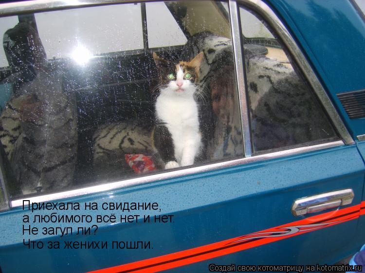 Котоматрица: Приехала на свидание, а любимого всё нет и нет. Не загул ли? Что за женихи пошли.