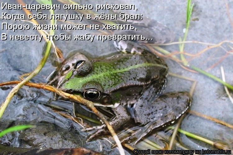 Иван-царевич сильно рисковал, Когда себя лягушку в жёны брал: Порою жизни может не хватить, В невесту... Котоматрица: Иван-царевич сильно рисковал, Когда себя лягушку в жёны брал: Порою жизни может не хватить, В невесту чтобы жабу превратить...