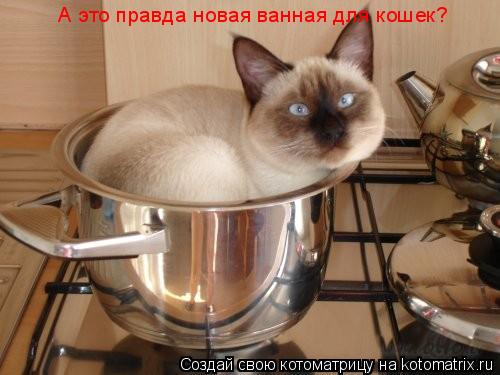 А это правда новая ванная для кошек?... Котоматрица: А это правда новая ванная для кошек?