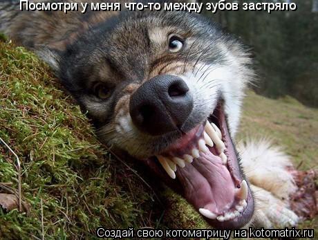 Посмотри у меня что-то между зубов застряло... Котоматрица: Посмотри у меня что-то между зубов застряло