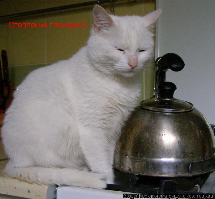 Котоматрица: Отопление плоховато.....
