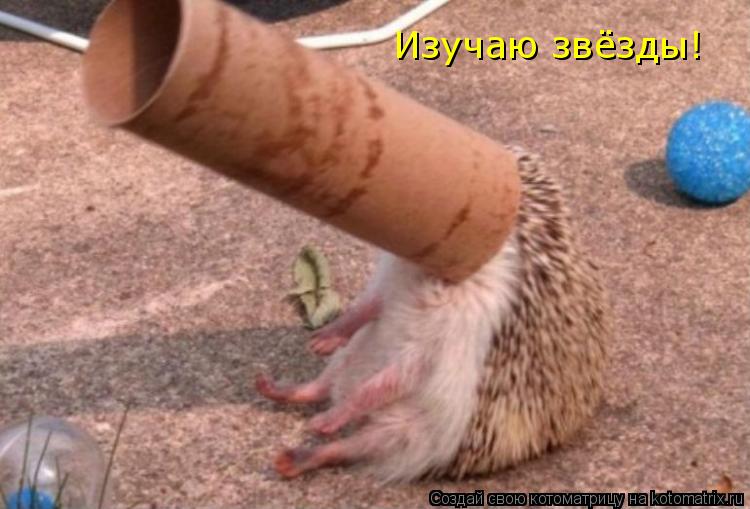 Изучаю звёзды!... Котоматрица: Изучаю звёзды!