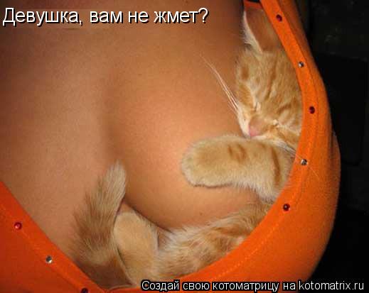 Котоматрица: Девушка, вам не жмет?