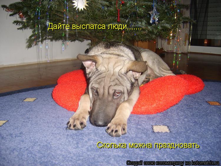Дайте выспатса люди,,,,,,, Сколька можна праздновать... Котоматрица: Дайте выспатса люди,,,,,,, Сколька можна праздновать
