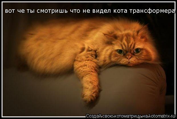 Котоматрица: вот че ты смотришь что не видел кота трансформера