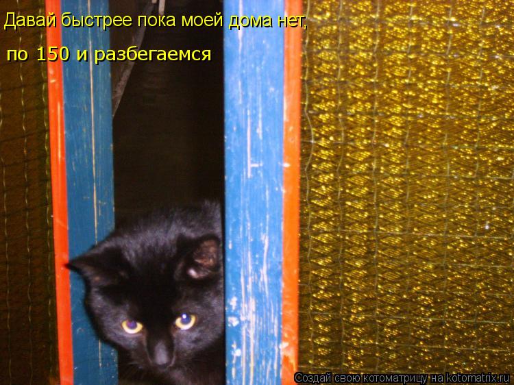 Котоматрица: по 150 и разбегаемся Давай быстрее пока моей дома нет,