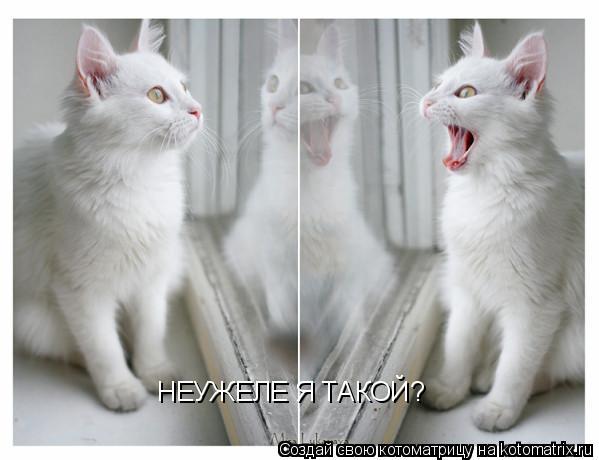 Котоматрица: НЕУЖЕЛЕ Я ТАКОЙ?