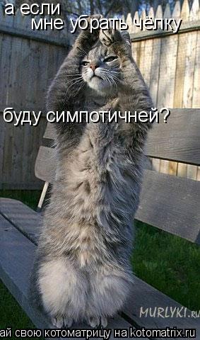 Котоматрица: а если мне убрать чёлку буду симпотичней?