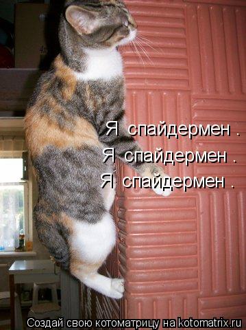 Я спайдермен . Я спайдермен . Я спайдермен .... Котоматрица: Я спайдермен . Я спайдермен . Я спайдермен .