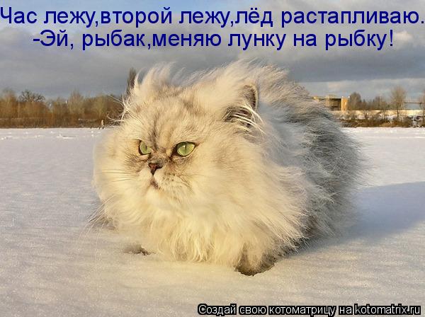 Котоматрица: Час лежу,второй лежу,лёд растапливаю. -Эй, рыбак,меняю лунку на рыбку!