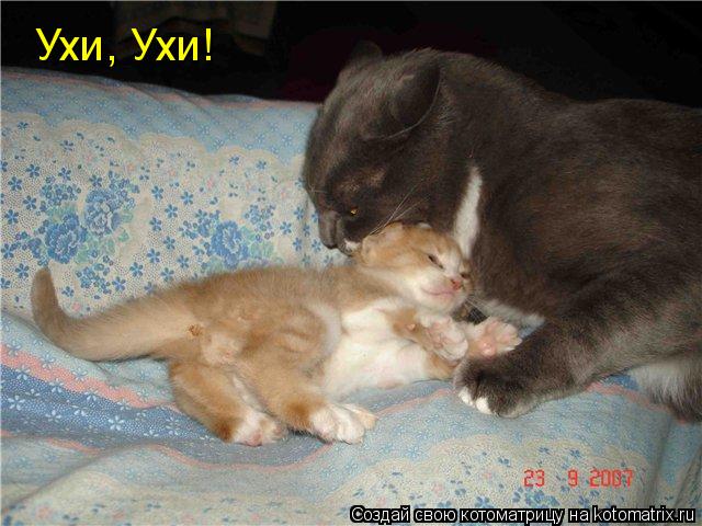 Котоматрица: Ухи, Ухи!