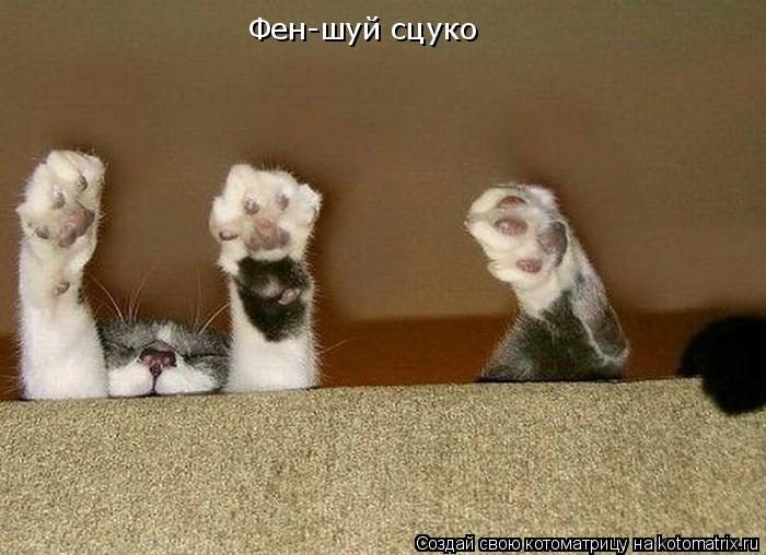 Фен-шуй сцуко... Котоматрица: Фен-шуй сцуко