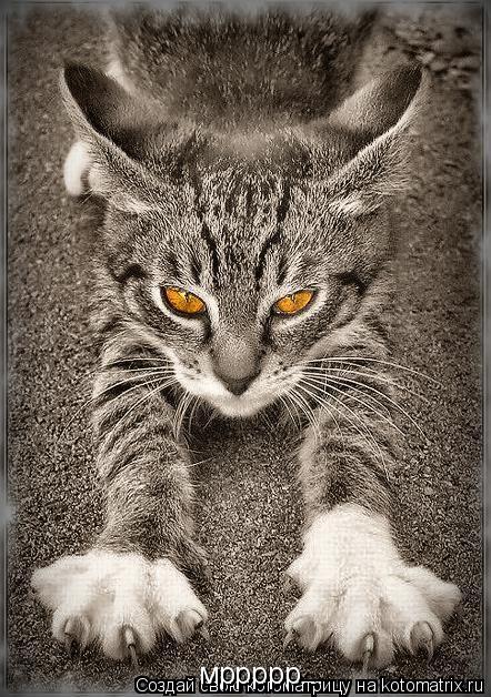 Котоматрица: мррррр...