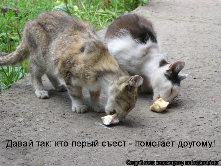 Котоматрица: Давай так: кто перый съест - помогает другому!