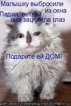 Котоматрица: Малышку выбросили  из окна Подарите ей ДОМ! Падая, веткой  она зацепила глаз