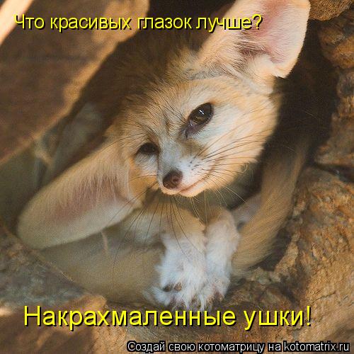Что красивых глазок лучше? Накрахмаленные ушки!... Котоматрица: Что красивых глазок лучше? Накрахмаленные ушки!