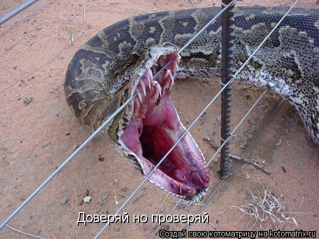 Котоматрица: Доверяй но проверяй