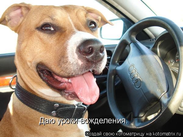 Котоматрица: Даю уроки вожделения.