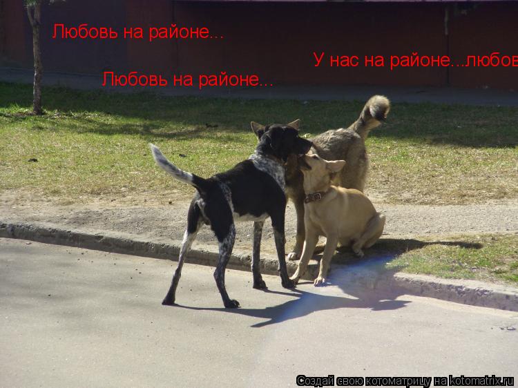 Любовь на районе... Любовь на районе... У нас на районе...любовь!... Котоматрица: Любовь на районе... Любовь на районе... У нас на районе...любовь!