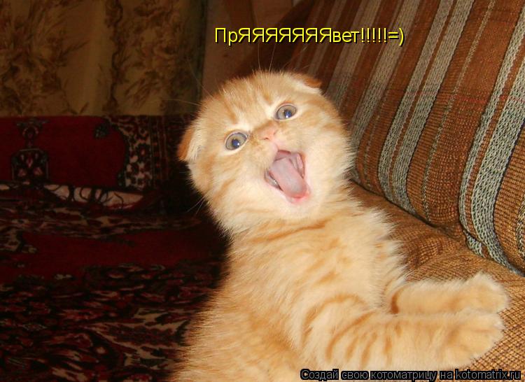 ПрЯЯЯЯЯЯЯвет!!!!!=)... Котоматрица: ПрЯЯЯЯЯЯЯвет!!!!!=)