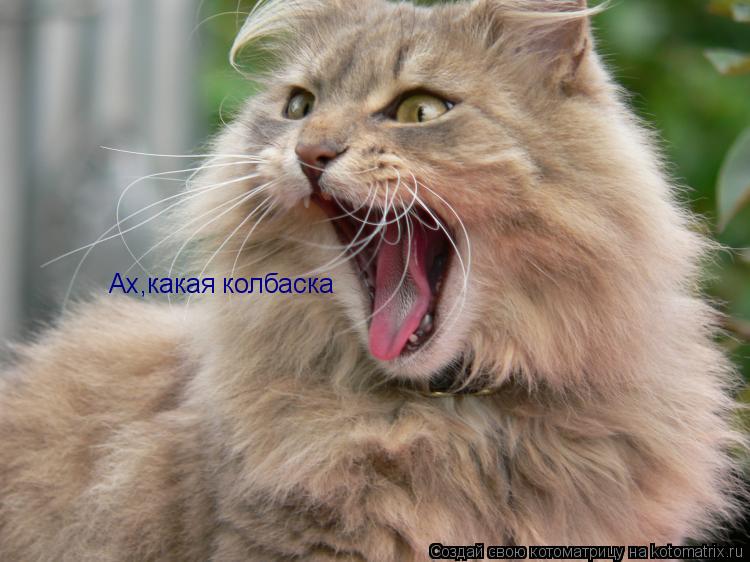 Ах,какая колбаска... Котоматрица: Ах,какая колбаска