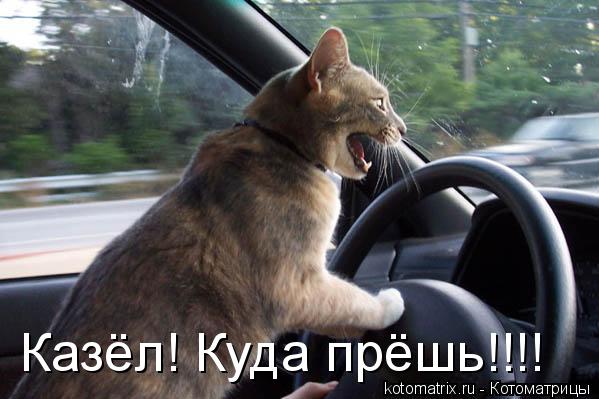 Котоматрица: Казёл! Куда прёшь!!!!