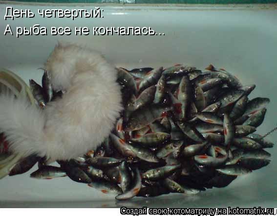 Котоматрица: День четвертый: А рыба все не кончалась...