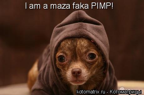 Котоматрица: I am a maza faka PIMP!