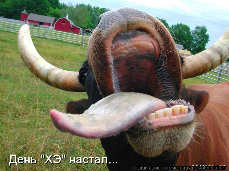 Котоматрица: День "ХЭ" настал...