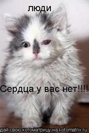 Котоматрица: люди Сердца у вас нет!!!!