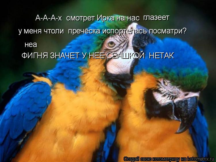 Котоматрица: А-А-А-х  смотрет Ирка на нас  у меня чтоли  пречёска испортелась посматри? глазеет неа ФИГНЯ ЗНАЧЕТ У НЕЕ СБАШКОЙ  НЕТАК
