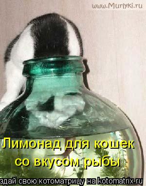 Котоматрица: Лимонад для кошек со вкусом рыбы