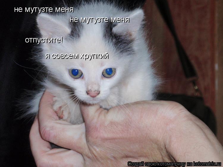 Котоматрица: не мутузте меня не мутузте меня отпустите! я совсем хрупкий