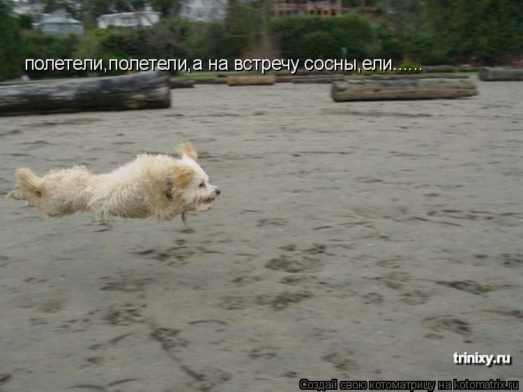 полетели,полетели,а на встречу сосны,ели......... Котоматрица: полетели,полетели,а на встречу сосны,ели......