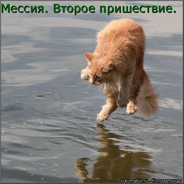 Мессия. Второе пришествие.... Котоматрица: Мессия. Второе пришествие.