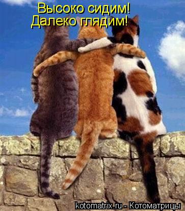 Котоматрица: Высоко сидим! Высоко сидим! Далеко глядим!
