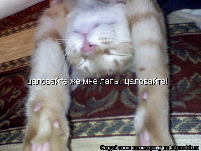 Котоматрица: цаловайте же мне лапы, цаловайте!