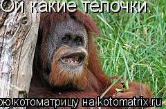 Котоматрица: Ой какие телочки.