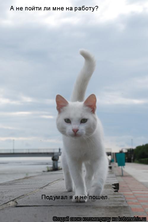 Котоматрица: А не пойти ли мне на работу?  Подумал я и не пошел.