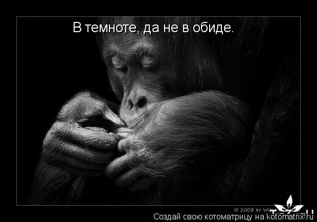 Котоматрица: В темноте, да не в обиде.