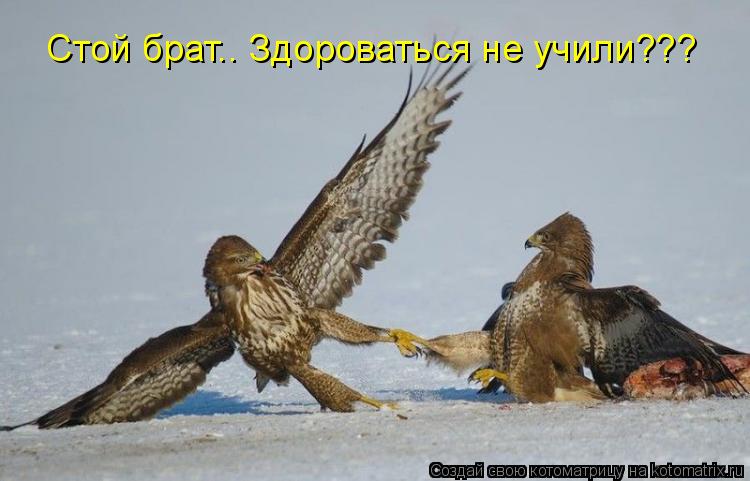 Стой брат.. Здороваться не учили???... Котоматрица: Стой брат.. Здороваться не учили???