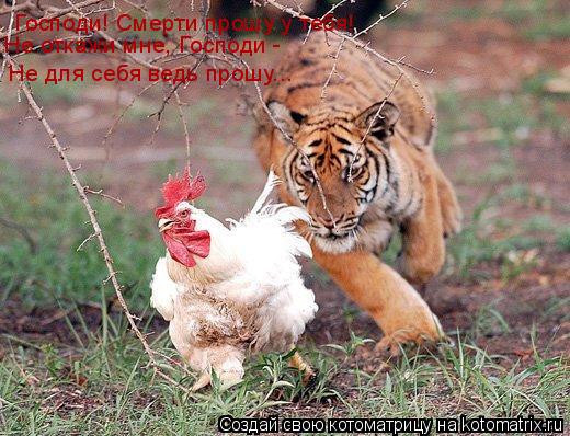 Господи! Смерти прошу у тебя! Не откажи мне, Господи - Не для себя ведь прошу...... Котоматрица: Господи! Смерти прошу у тебя! Не откажи мне, Господи - Не для себя ведь прошу...
