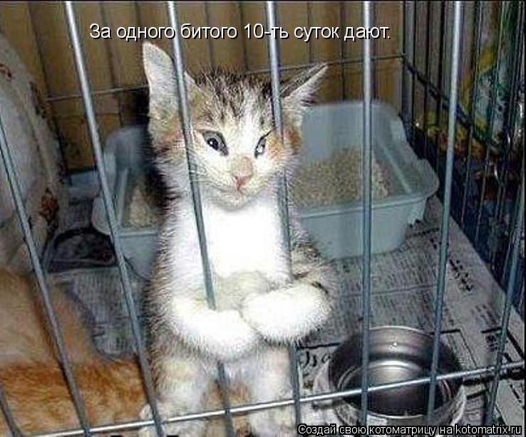 Котоматрица: За одного битого 10-ть суток дают.