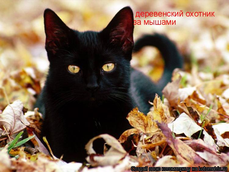 Котоматрица: деревенский охотник за мышами