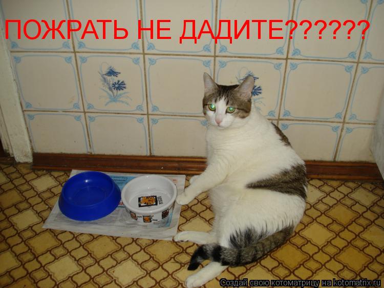 Котоматрица: ПОЖРАТЬ НЕ ДАДИТЕ??????