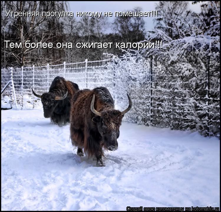 Котоматрица: Утренняя прогулка никому не помешает!!! Тем более она сжигает калории!!!