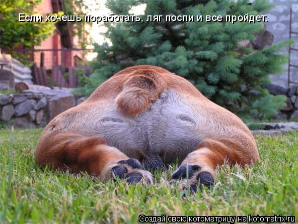 Котоматрица: Если хочешь поработать, ляг поспи и все пройдет.